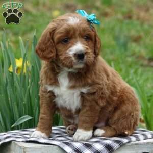 Summer Breeze, Mini Labradoodle Puppy